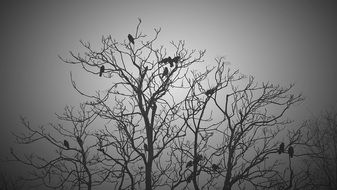 birds on a tall bare tree against the evening gray sky