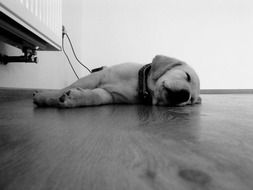 Black and white photo of Puppy is on a Floor