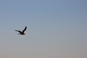 Picture of Gull bird in a sky