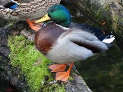 Mallard duck standing on a tree trunk