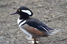 beautiful and cute Wild Ducks