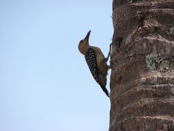 woodpecker with worm in the beak