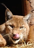 Lynx resting