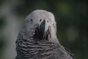 portrait of a cute white exotic parrot