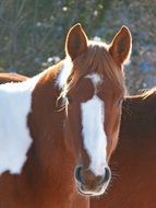 two-colored horses on a farm