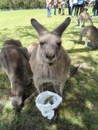 Cute and beautiful kangaroos with food near the people on the meadow in Australia