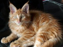 young red maine coon