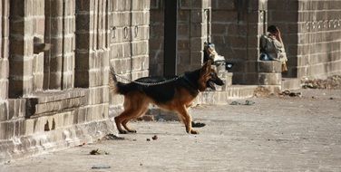 Leashed Dog