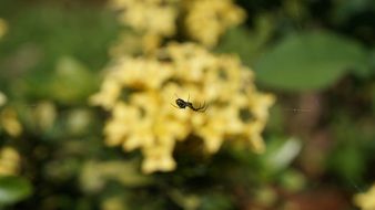 spider over flowering plants