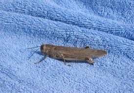 charmingly cute Grasshopper