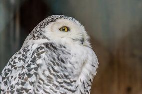 snowy owl near the wall