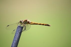 wild yellow dragonfly