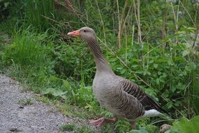 Grey Goose on the bank of the river