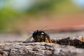 dead bumblebee on wooden surface