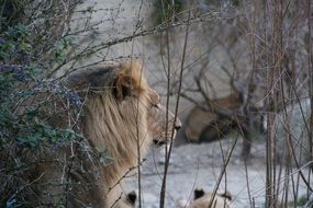 lion by branches