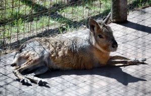 large rodent in a cage on a farm