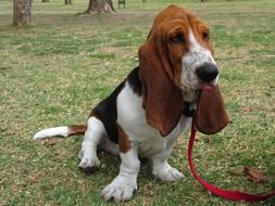 basset hound with a red leash on the grass close-up
