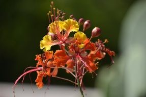 exotic mexican bird of paradise