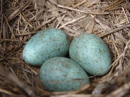 blue eggs with spots in a bird's nest