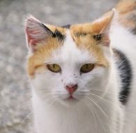 domestic cat in the yard close up