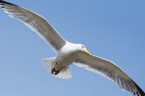 white gull over the North Sea