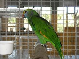 green parrot in a big cage