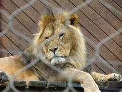 encaged majestic lion