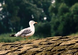 seagull on the old tree trunk