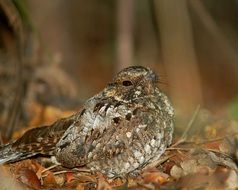 nightjar close-up on blurred background