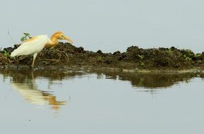 white egret stands in water in the wild