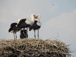 young storks in nest