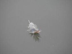 lonely Bird white feather closeup