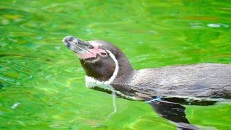 black penguin swims in green water