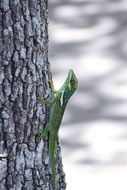 green wild lizard on the tree trunk