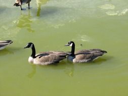 attractive Geese Mate
