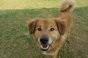 portrait of delightful Brown Pet dog