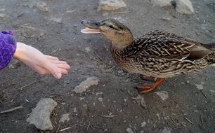 person feeding mallard duck from hand