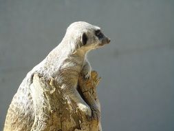 Meerkat in the wildlife