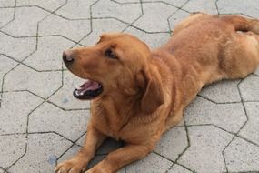 resting of a dachshund hybrid
