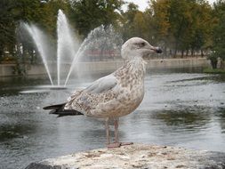 seagull on the background of the fountain