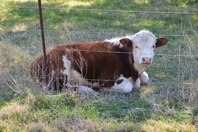 cow behind the iron net