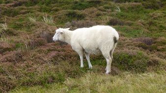 White cute sheep in the dunes