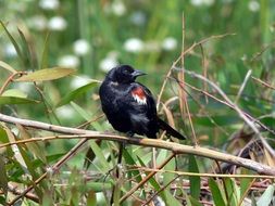 delightful black bird