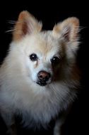 white dog muzzle on a black background