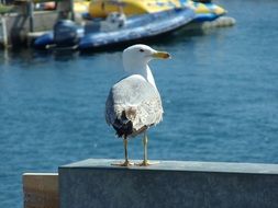 Seagull water portrait in Spain