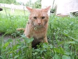 red cat in grass in the meadow