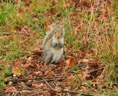 gray squirrel among dry foliage