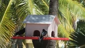 birds on a birdhouse on a tree
