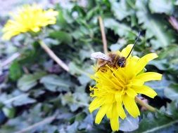 Bee Flower Pollination