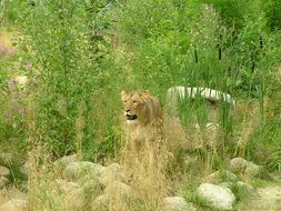 Lion in the wildlife